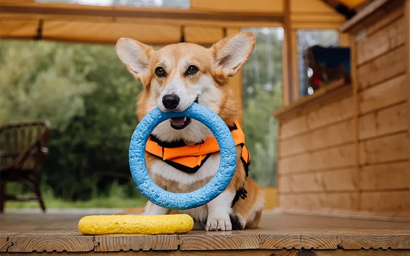 Pet-friendly flats for sale in Paruthipattu with dedicated pet zones